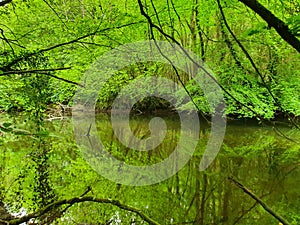 Beautiful Durrow woods Ireland rivr