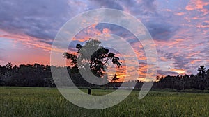 Beautiful dusk scene at a countryside rice field showcasing rural charm.