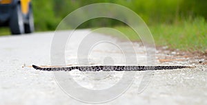 Beautiful dusky Pygmy or pigmy rattler or rattlesnake - Sistrurus miliarius barbouri - crossing limestone rock road in a remote