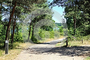 Beautiful dutch cycle and hiking trail, pine forest maas dunes landscape at blue lake in summer - Reindersmeer, Massduinen NP,