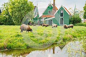 Beautiful dutch houses with sheep at Zaandijk