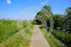 Beautiful dutch rural landscape with riverside cycle path, agricultural field, river Maas, blue sky - Maasheggen biosphere reserve