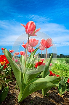 Beautiful dutch tulips