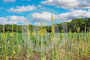 Beautiful dutch typical landscape, green agriculture field and forest, wild yellow blooming common mullein flowers (verbascum