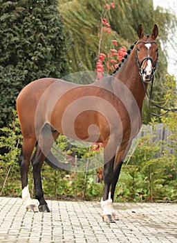 Beautiful dutch warmblood with perfect hair style