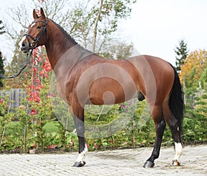 Beautiful dutch warmblood with perfect hair style