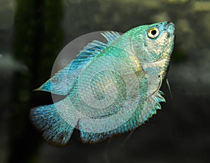 Beautiful dwarf gourami Colisa lalia