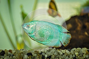 Beautiful dwarf gourami Colisa lalia