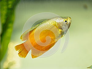 Beautiful dwarf gourami Colisa lalia