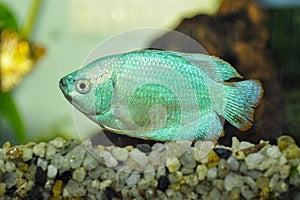 Beautiful dwarf gourami Colisa lalia