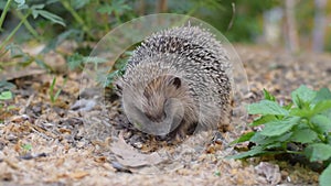 Beautiful dwarf hedgehogs foraging and has leaves around, Erinaceus europaeus, European hedgehog or common hedgehog.