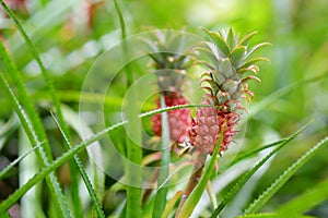 Beautiful dwarf pineapple in natural environment in Tropical Botanical Garden of the Big Island of Hawaii