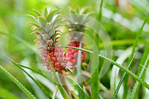 Beautiful dwarf pineapple in natural environment in Tropical Botanical Garden of the Big Island of Hawaii. Lush tropical vegetatio