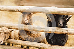 Beautiful Dwarf sheeps on the farm. Animals on farming