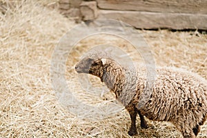 Beautiful Dwarf sheeps on the farm. Animals on farming