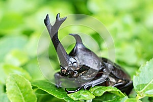The beautiful dynastic beetle , male , perched on leaf. Selective focus.