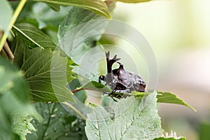 The beautiful dynastic beetle , male , perched on leaf. Selective focus.