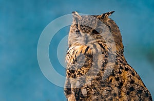 beautiful eagle owl on blue background with copy space