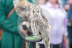 Beautiful eared owl with orange eyes sitting on his hand