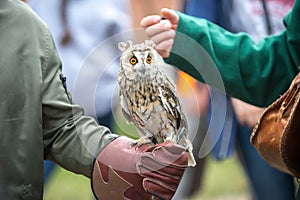 Beautiful eared owl with orange eyes sitting on his hand in a glove