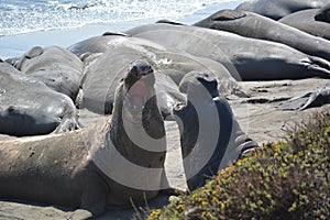 Beautiful eared seal ( sea lion) in California