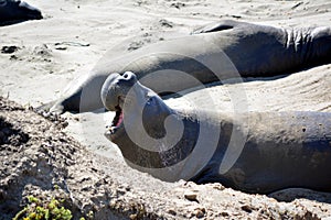 Beautiful eared seal ( sea lion) in California