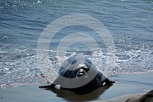 Beautiful eared seal ( sea lion) in California