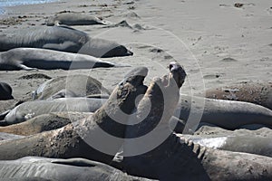 Beautiful eared seal ( sea lion) in California