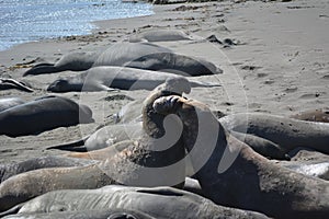 Beautiful eared seal ( sea lion) in California