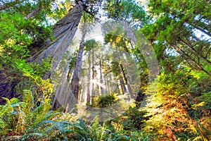 Beautiful early morning in old growth redwood forest photo