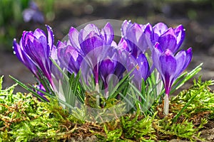 Beautiful early spring blue crocus flowers