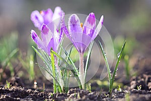 Beautiful early spring flowers of purple crocuses bloom in the garden