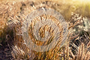Beautiful ears of wheat, golden wheat field in sunset in dusk