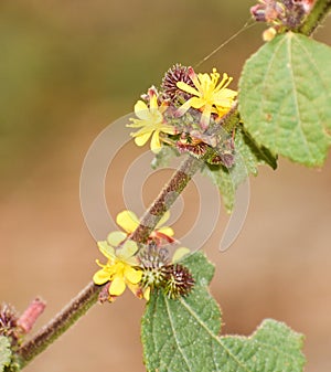 Beautiful East Indian Mallow or Corchorus aestuans flower