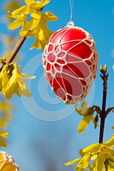 Beautiful Easter eggs hanging from Forsythia