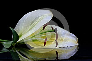 Beautiful easter lilly flower