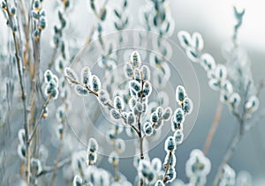 beautiful Easter willow branches bloom in early spring