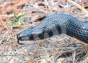 Beautiful Eastern indigo snake