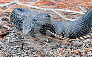 Beautiful Eastern indigo snake
