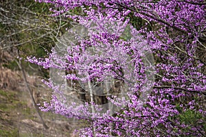 Beautiful Eastern Redbud Tree Cercis Canadensis