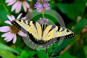 Beautiful Eastern Tiger Swallowtail butterfly (Papilio glaucus)