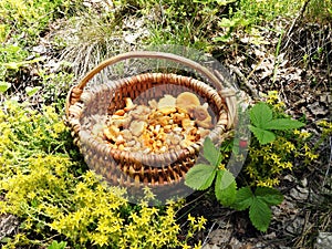 Beautiful eatable mushrooms picked in forest, Lithuania