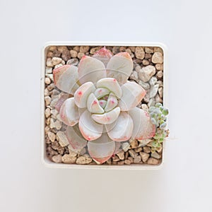 Beautiful Echeveria Elegans Potosina succulent houseplants on white, top view