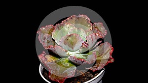 Beautiful Echeveria with pinkish curly leaves on dark background.