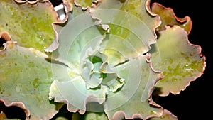 Beautiful Echeveria with pinkish curly leaves on dark background.