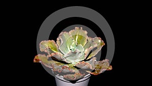 Beautiful Echeveria with pinkish curly leaves on dark background.