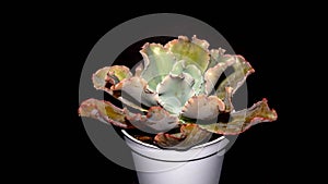 Beautiful Echeveria with pinkish curly leaves on dark background.