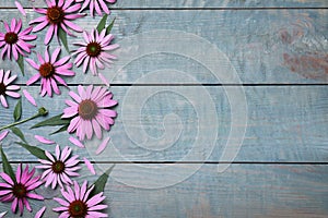 Beautiful echinacea flowers on light blue wooden table, flat lay. Space for text