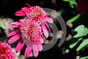 Beautiful echinacea `Sombrero Salsa red` flower in a spring season at a botanical garden.