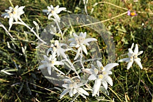 Beautiful edelweis flowers on a field